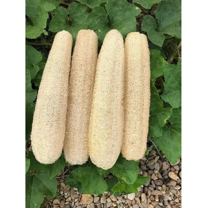 Environ 30-40cm éponges de Loofah organiques naturelles entières exfoliantes bain de douche