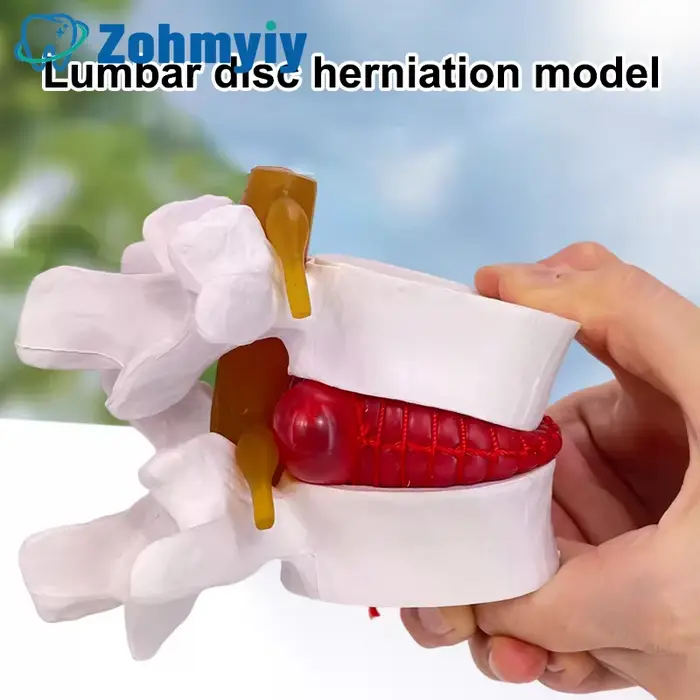 Modèle lombaire professionnel